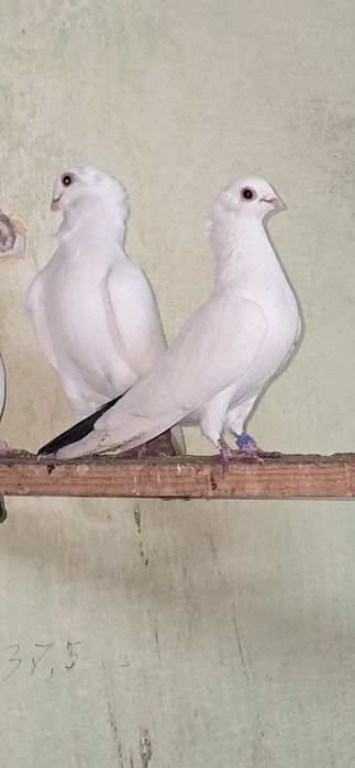 Gołębie ozdobne sprzedam