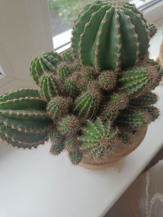 Кактуси  велика сімейка  2 шт