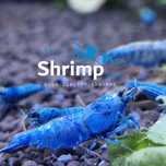 Diversos caridinas/ high quality shrimps, medium e high grade