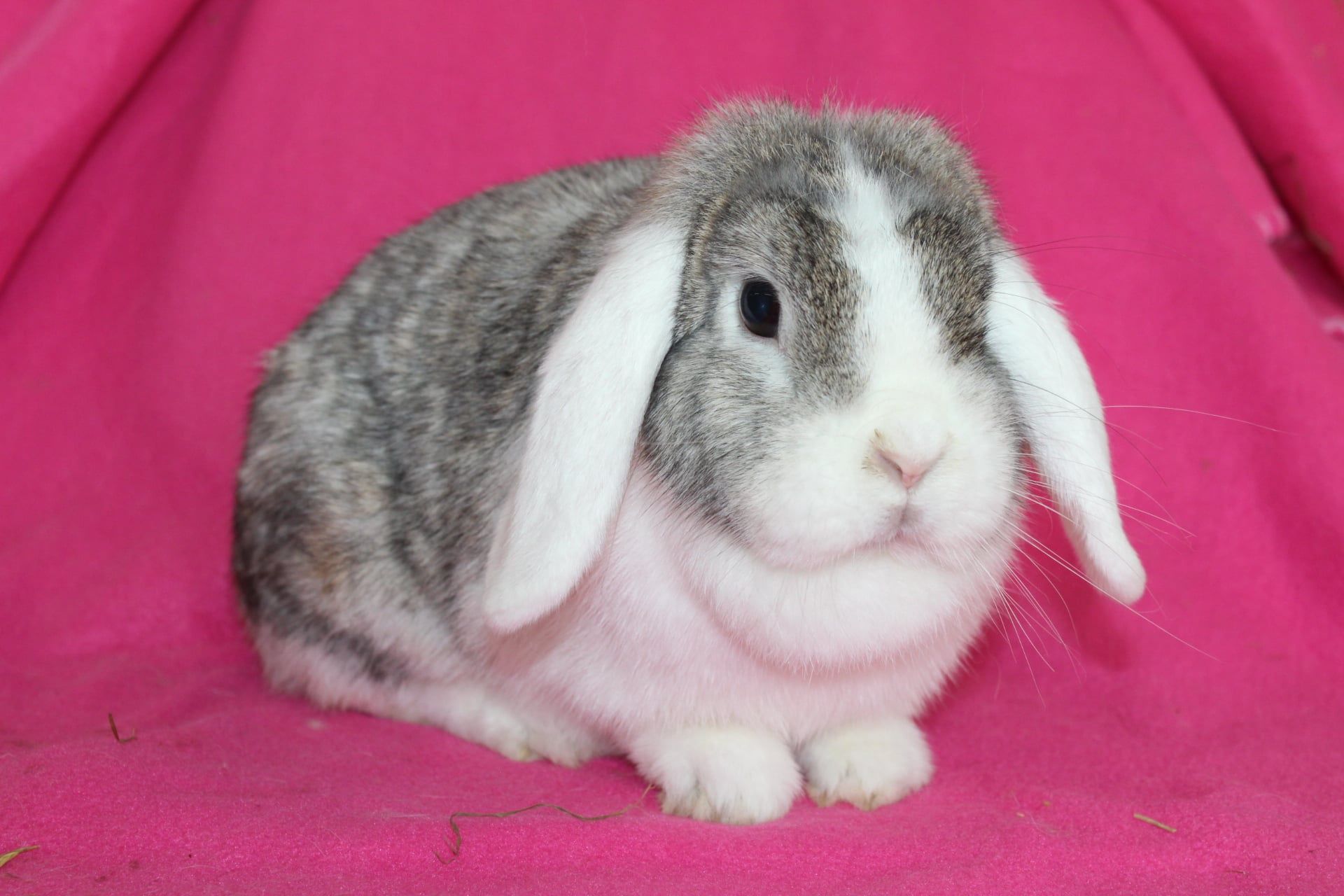 Samice mini lop , mini lopy . Baranki karzełki