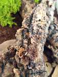 Skorpion T. stigmurus