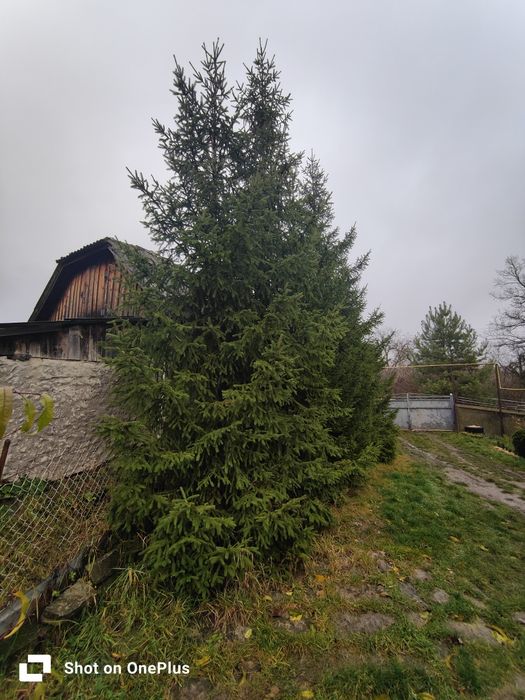 Продам ялинку висота різна