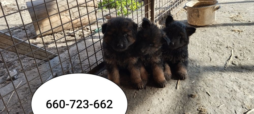 Sprzedam owczarka niemieckiego szczeniak