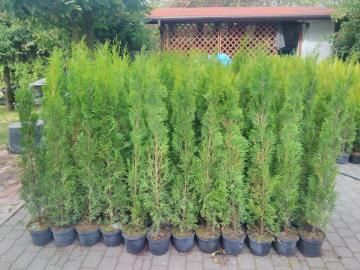 WYPRZEDAZ Tuja szmaragd Thuja Smaragd 80- 100 cm 1m w donicy PODLASKIE