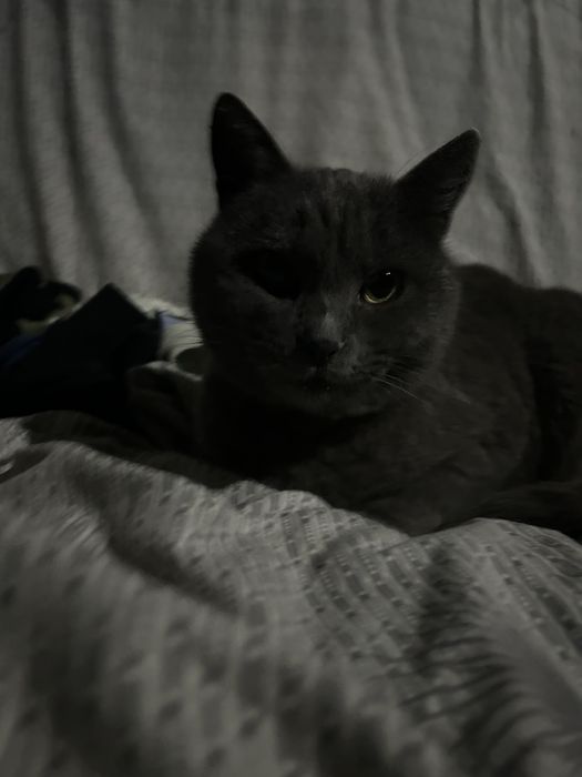 Кішечка в хороші руки