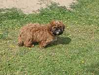 Shih-tzu- piesek