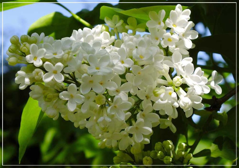 Бузок Сірєнь білий,