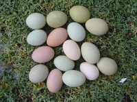 Яйця для інкубації мікс курячих, різних порід
