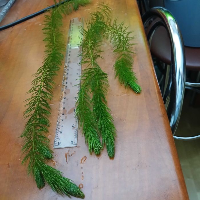 Rogatek sztywny - duże roślinki