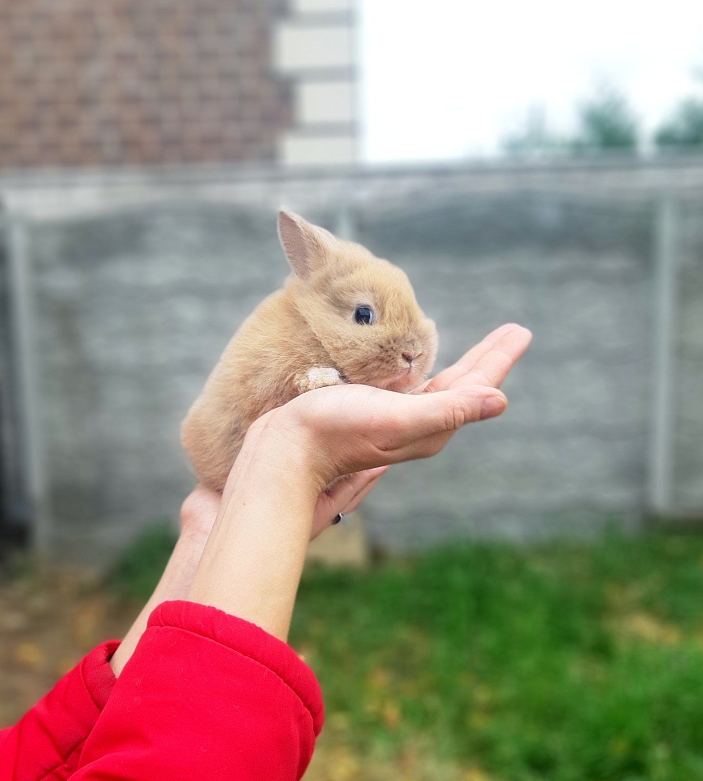 Карлікові кроліки, міні кроліки, корма, клетки, аксесуари