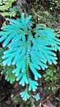 Rainbow Spikemoss (Selaginella uncinata)