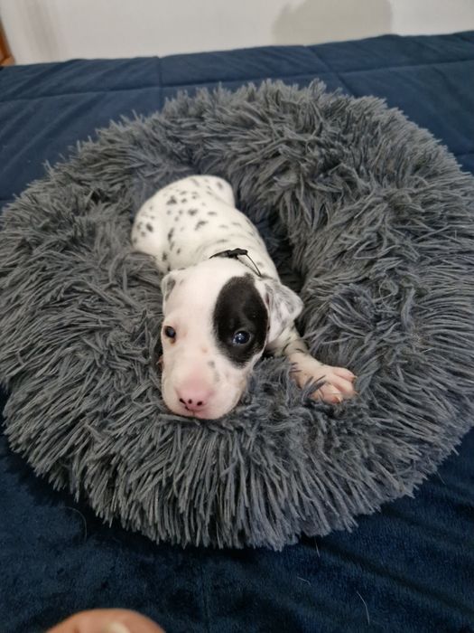 Dálmata lindíssimo