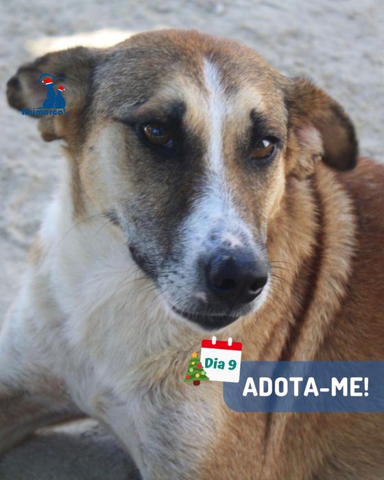 Nala cadela jovem para adoção