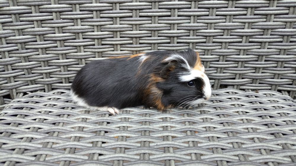 Świnki świnka morska