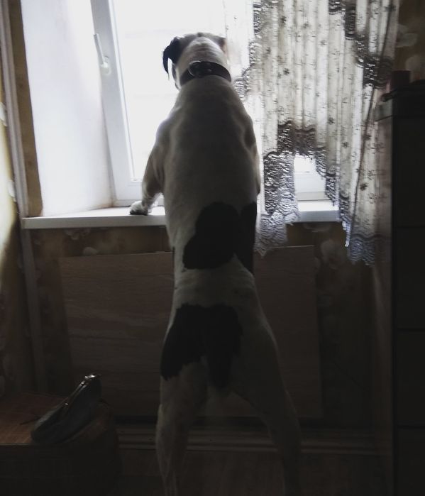 Ищет даму сердца