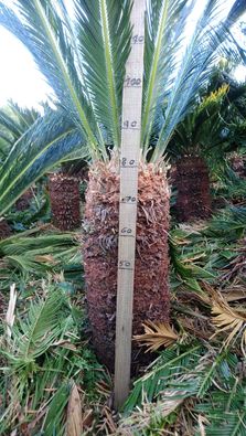 Cycas revolutia