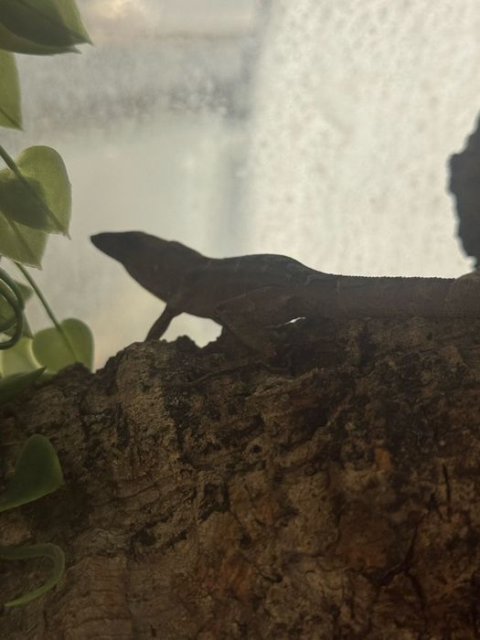 Anolisy brązowe z terrarium