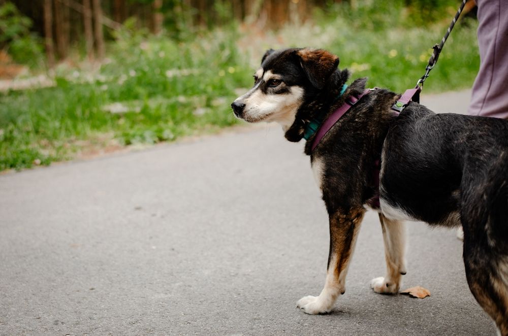 Cross kochany psiak czeka na miłość