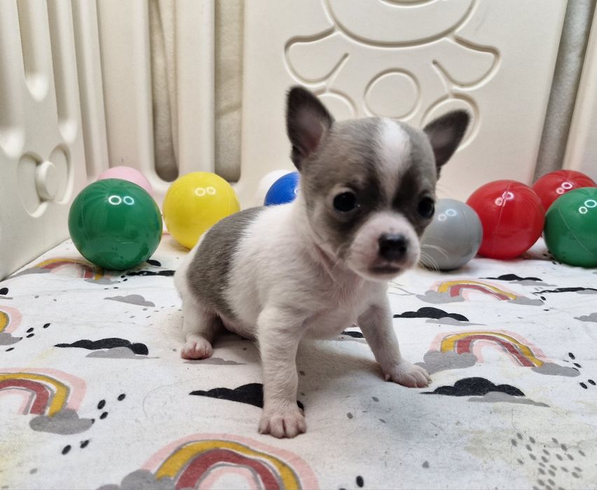 Chihuahua piekny piesek