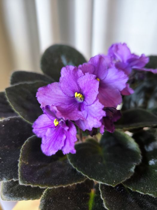 Фіалка (квітуча, багато бутонів)