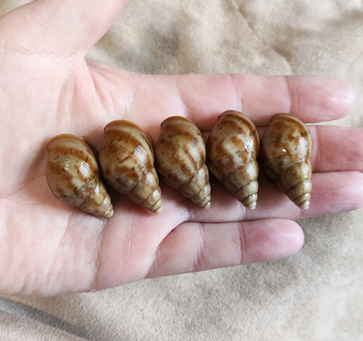 Ахатіна фуліка Карамель, малюки. Равлики.