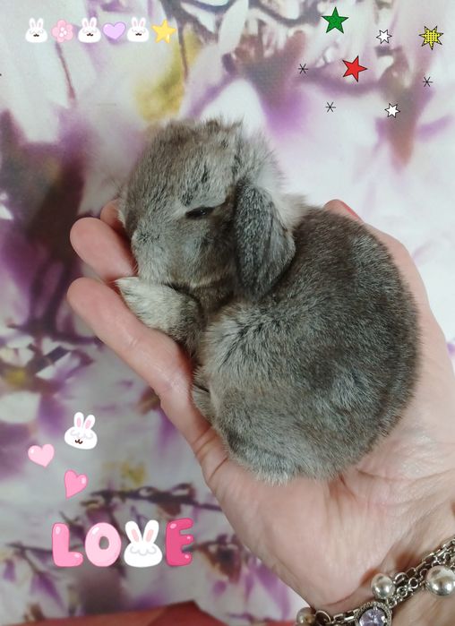 Kroliczki mini lop miniaturka hodowla zarejestrowana