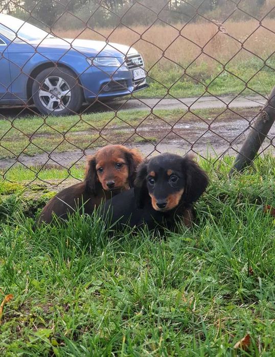 Jamnik miniaturowy długowłosy