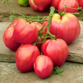 Pomidory,sadzonki ekologiczne .