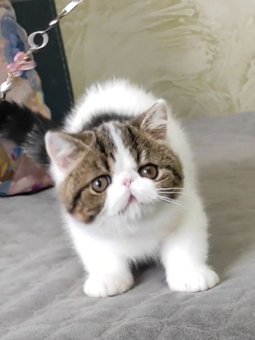 Чудовий екзотичний хлопчик