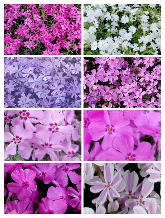 FLOKSY 8 ODMIAN kwiaty wieloletnie