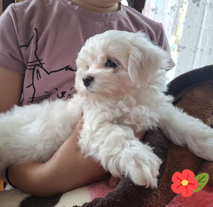 Suczka Maltańczyk z rodowodem FCI