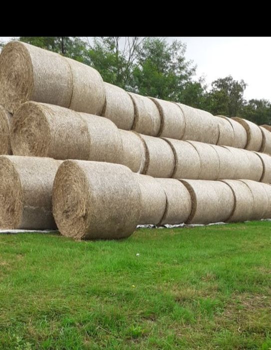 Słoma bele 2025 zbiór 160cm baloty pszenna ozima owsianka