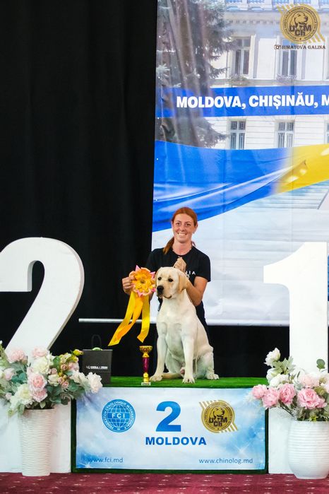 Открыт для вязок молодой кобель лабрадор ретривер!