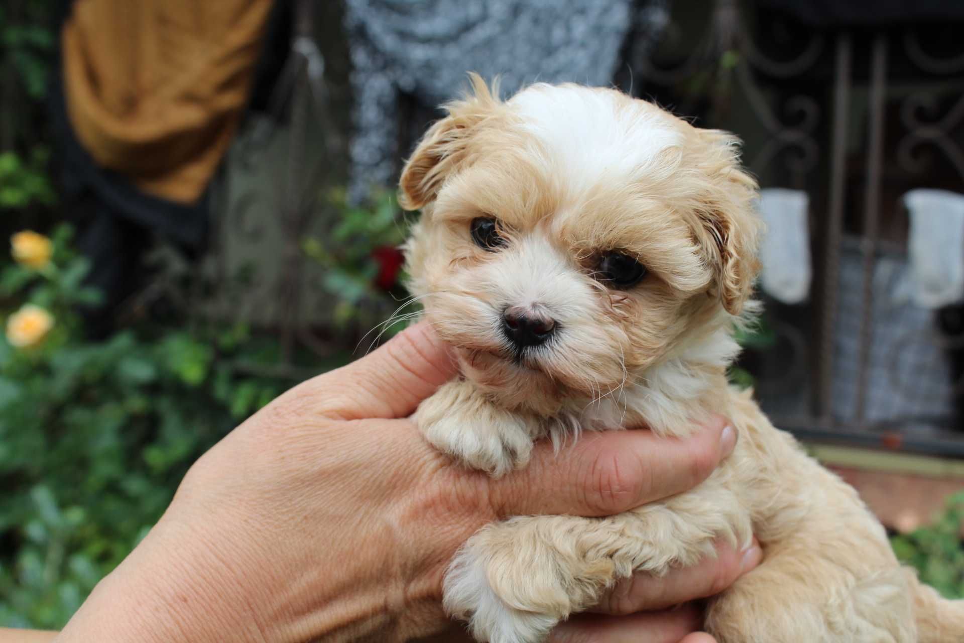 Maltipoo ,Śliczna Malutka Suczka