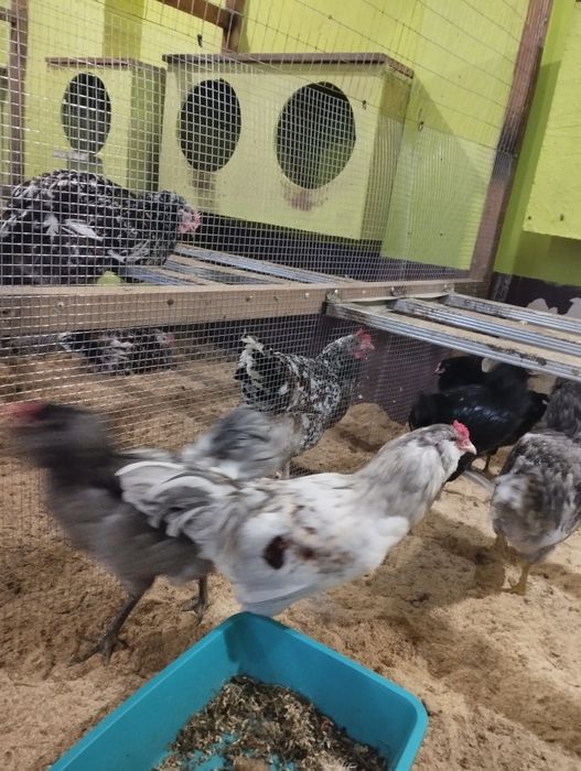 Півень Амераукан