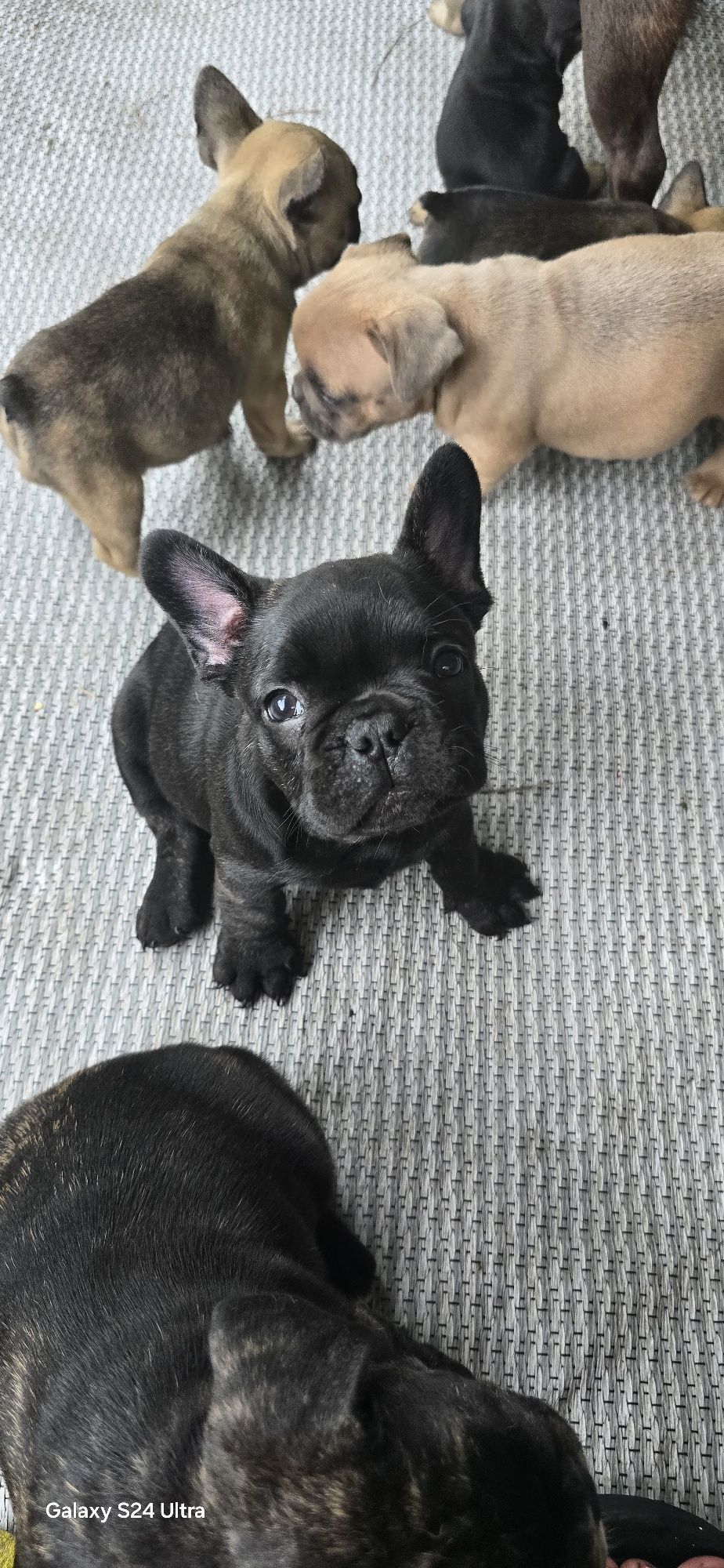 Buldog Francuski