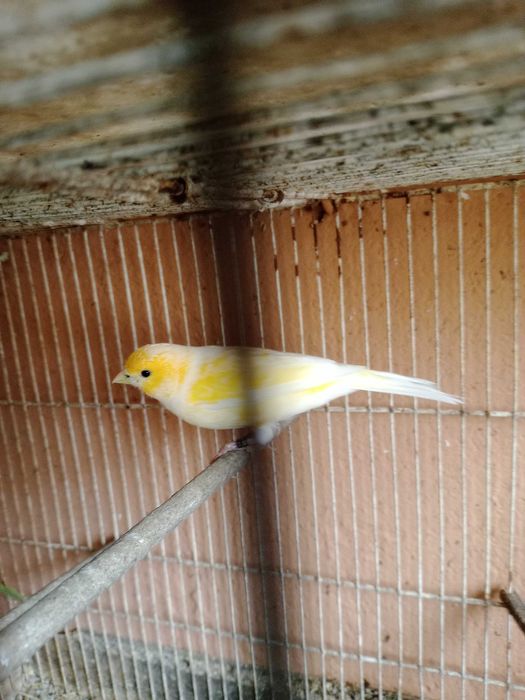 Canários machos 2025 (2 Canárias)