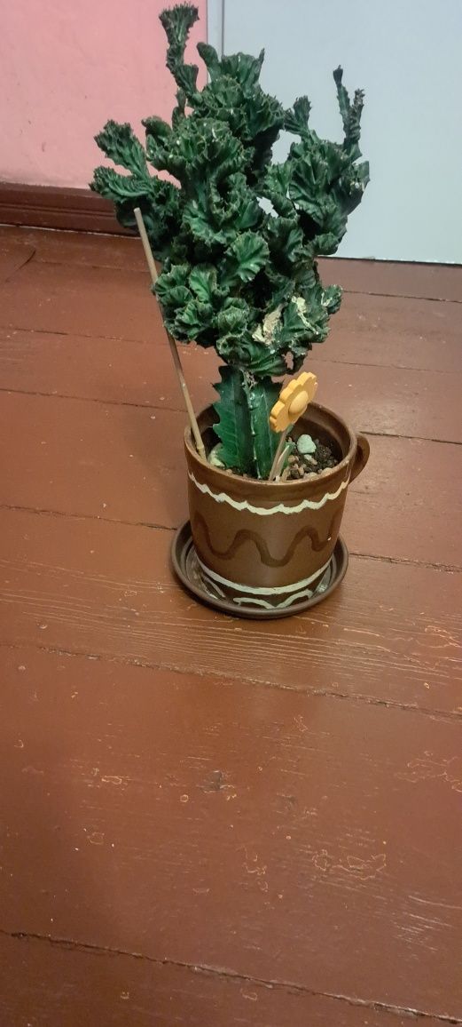 Sprzedam kaktusa
