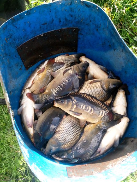 700kg Karp Handlowy karpie handlowe gołe i pełnołuskie