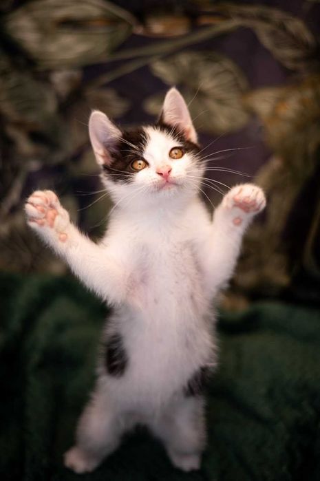 Uroczy bracia do adopcji!