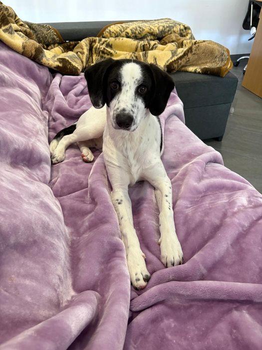 Caozinho 5 meses para adoção