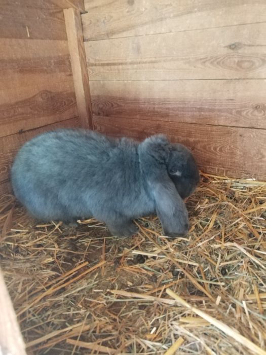 baran francuski niebieski