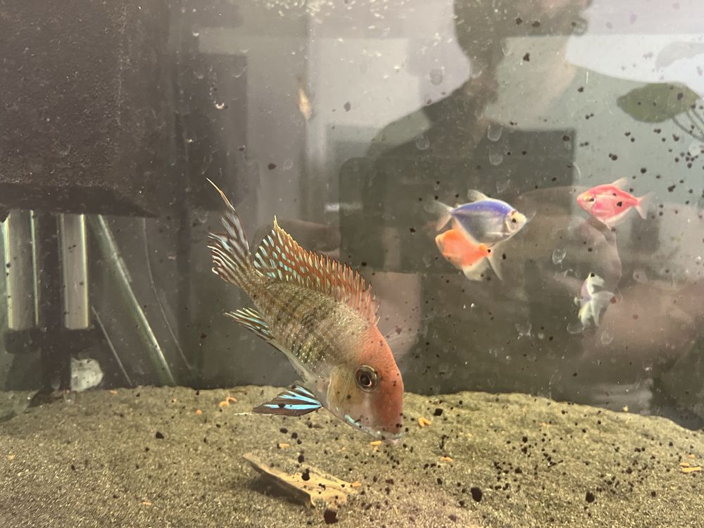 Ziemiojad geophagus tapajos red head samiec dorosły