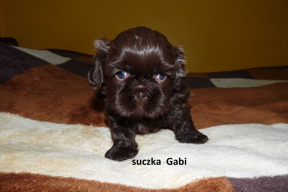 Shih Tzu, suczka Gabi do odbioru od 18 października.