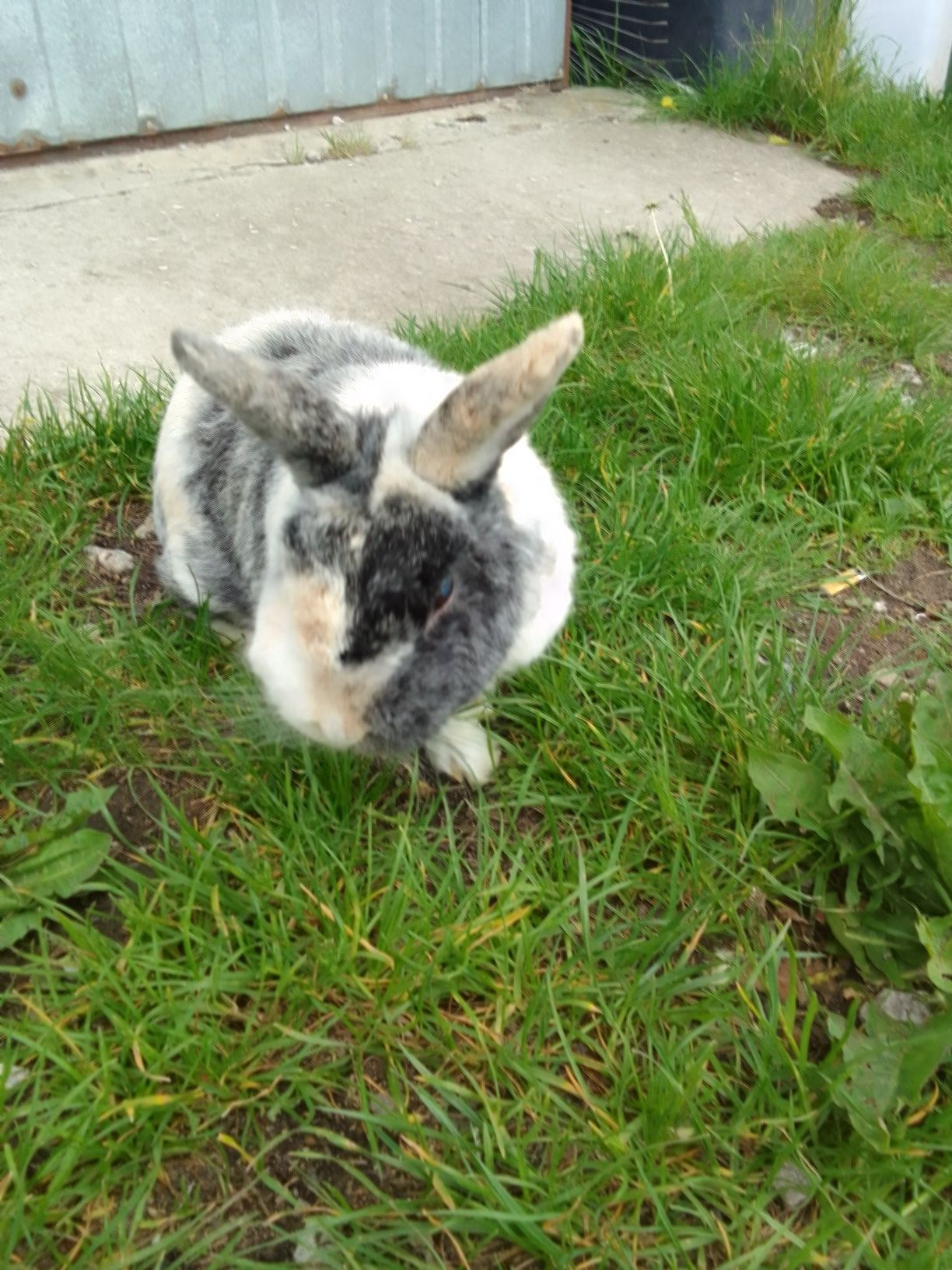 królik mini rex sprzedam