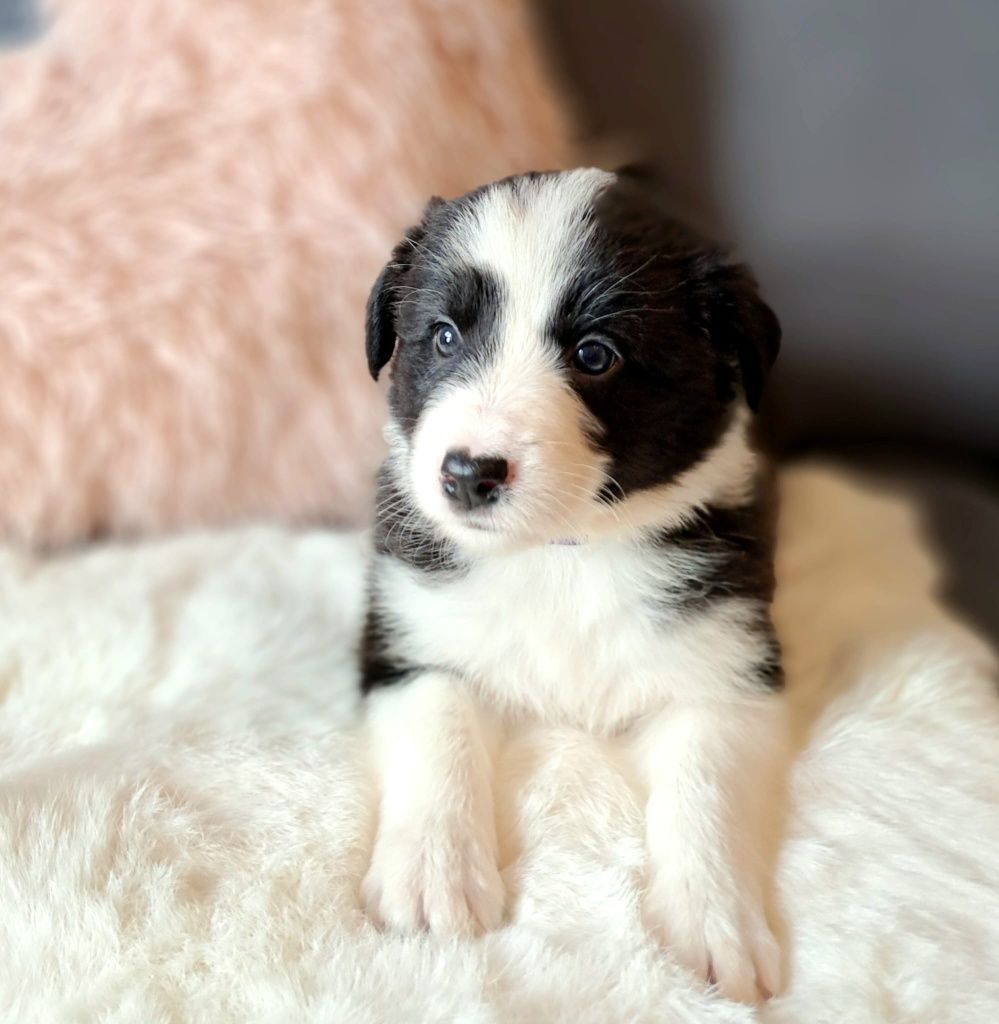 Śliczna suczka Border collie