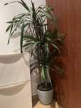 Planta + 3 vasos