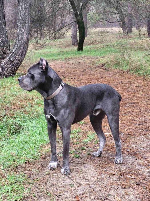 Бронювання цуценят кане-корсо