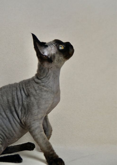 Чорний хлопчик девон рекс