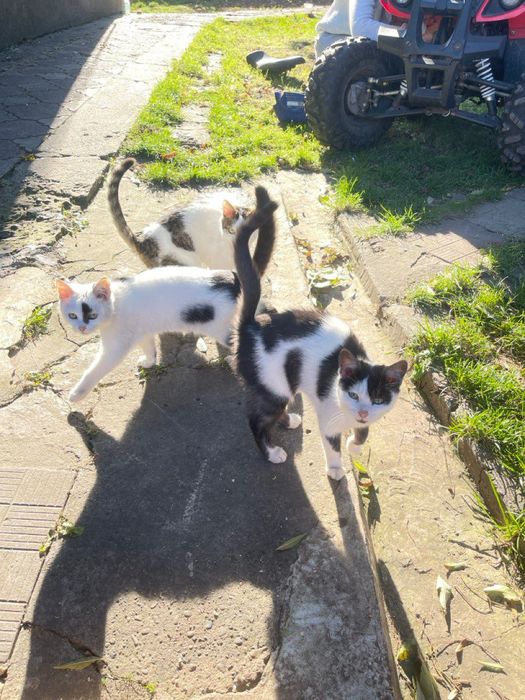 Котики продаються